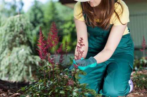 Restoring patchy grass with lawn care in Osidge