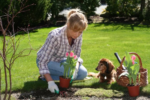 Professional arborist assessing a tree in Osidge