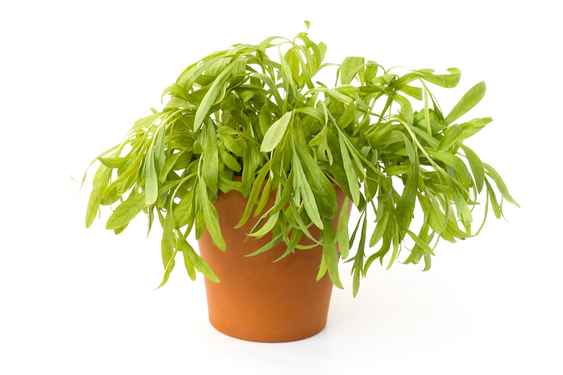 garden care Garden