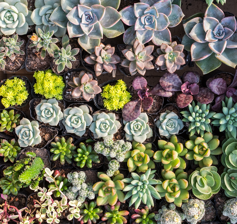garden design hedge trimming